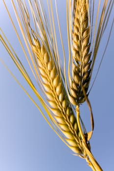 Cereal grain,wheat and ears of corn