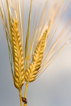 Cereal grain,wheat and ears of corn