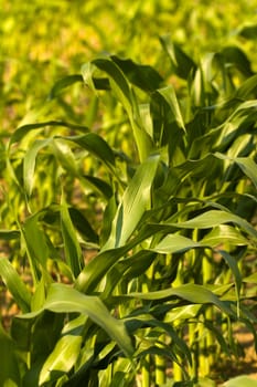 Corn field in summer