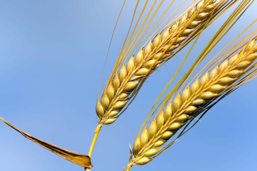 Cereal grain,wheat and ears of corn