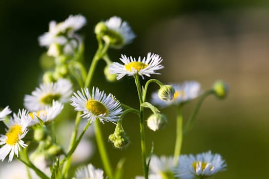 Young daisies in summer,close-up