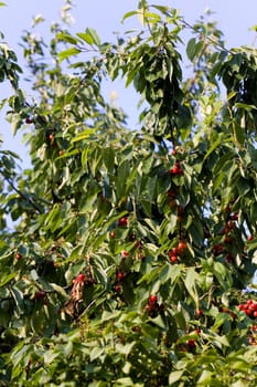 Ripe cherries on the cherry tree