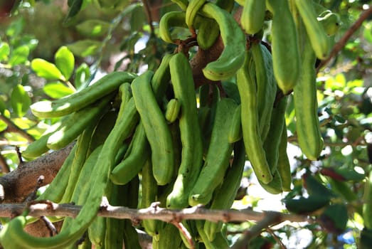 Carob