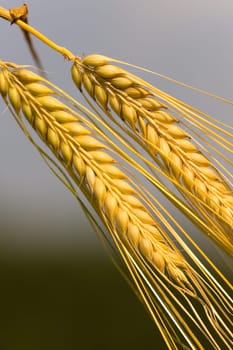 Cereal grain,wheat and ears of corn