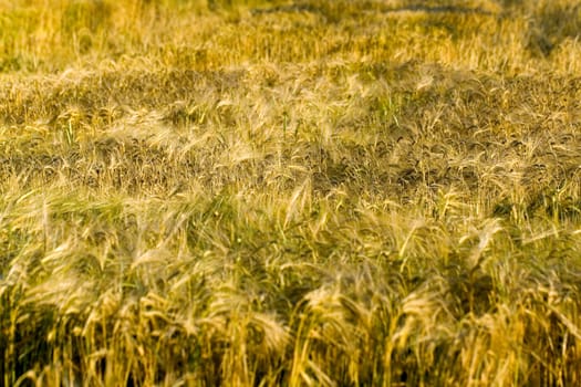 Cereal grain,wheat and ears of corn