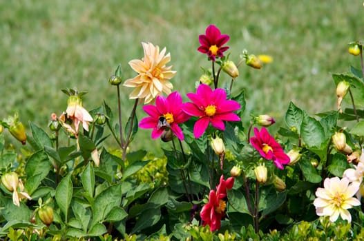 flowers with bumble bee