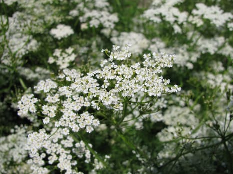 Cumin