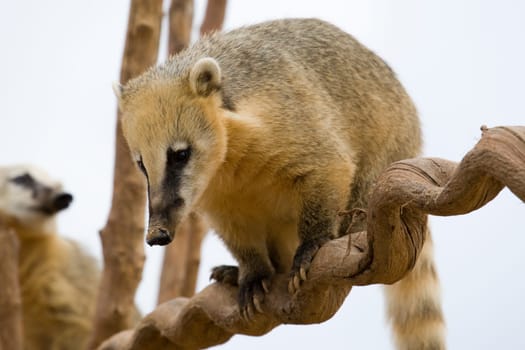 Coati Portrait