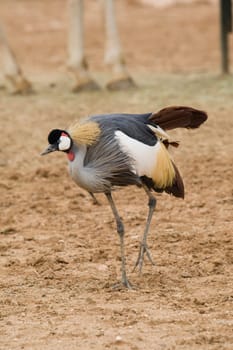 Crowned Crane