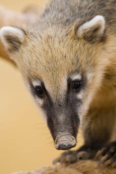 Coati Portrait