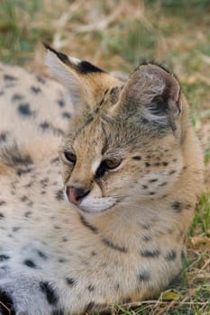 Serval Portrait