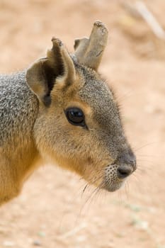 Patagonian Hare Portrait
