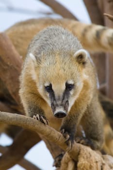 Coati Portrait