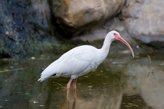 White Ibis Portrait