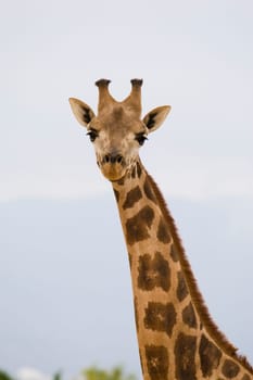 Giraffe Portrait