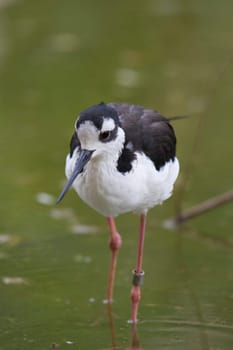 Black Necked Stilt Portrait