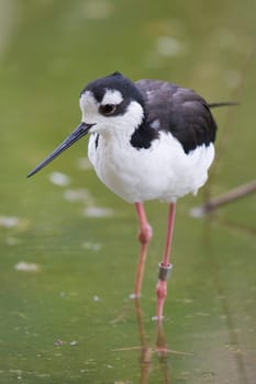 Black Necked Stilt Portrait