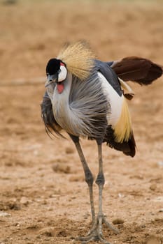 Crowned Crane