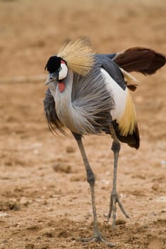 Crowned Crane