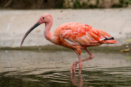 Scarlet Ibis Portrait