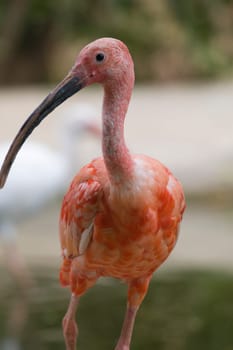 Scarlet Ibis Portrait