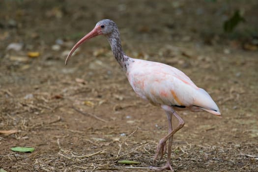 Scarlet Ibis Portrait
