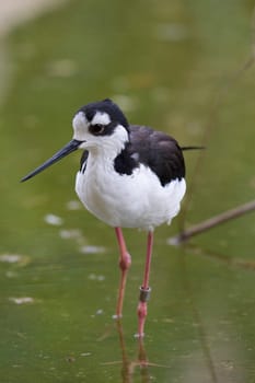Black Necked Stilt Portrait