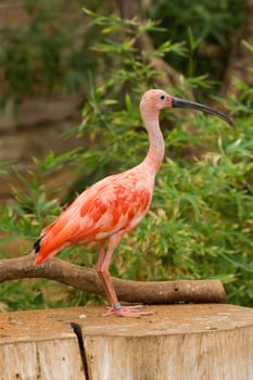 Scarlet Ibis Portrait