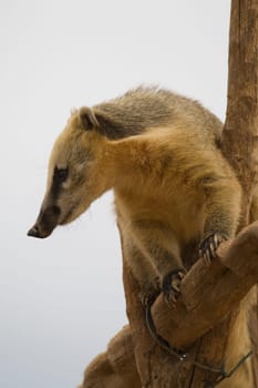 Coati Portrait