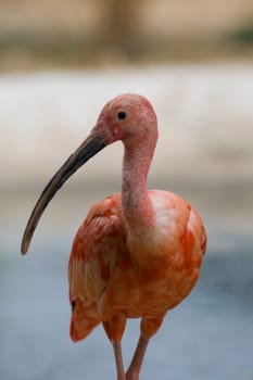 Scarlet Ibis Portrait