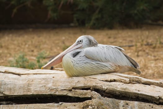 Pelican Portrait