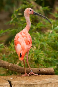 Scarlet Ibis Portrait