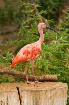 Scarlet Ibis Portrait
