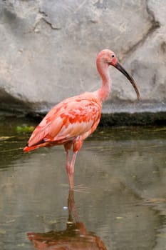 Scarlet Ibis Portrait