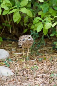 Small Water Bird Portrait