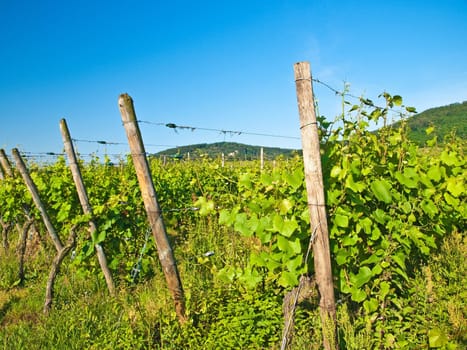 Vineyard