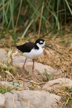 Black Necked Stilt Portrait