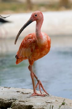 Scarlet Ibis Portrait