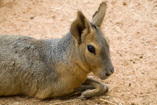 Patagonian Hare Portrait