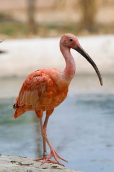 Scarlet Ibis Portrait