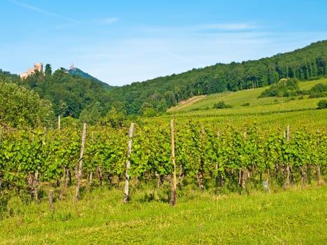 Vineyard