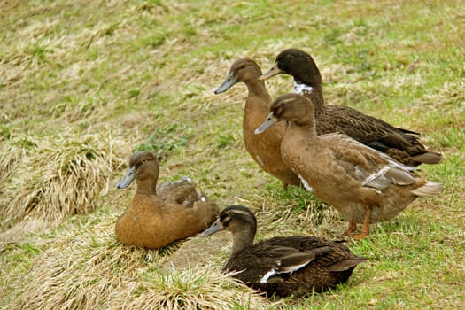 Poultry