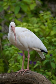 White Ibis Portrait