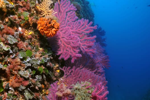 Gorgonians in the Mediterranean