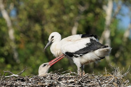 Young white stork,about 8 weeks old. The caring mum cleans her offspring's plumage...