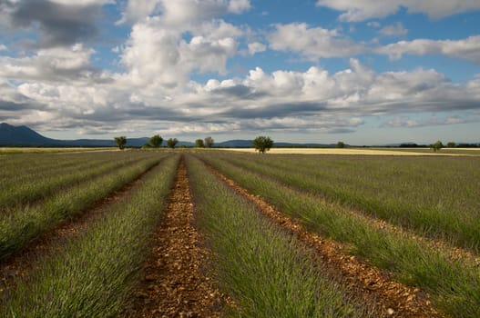 Lavender Field