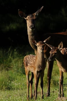Red deer with calves 2