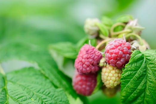 raspberry