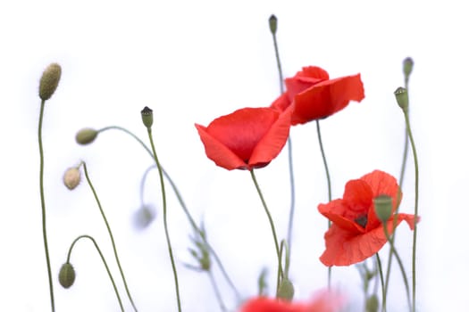 Poppies Isolated