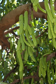 Carob